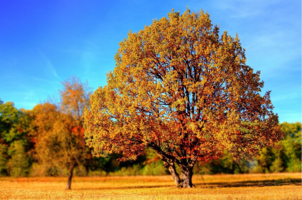 秋のイメージ画像写真